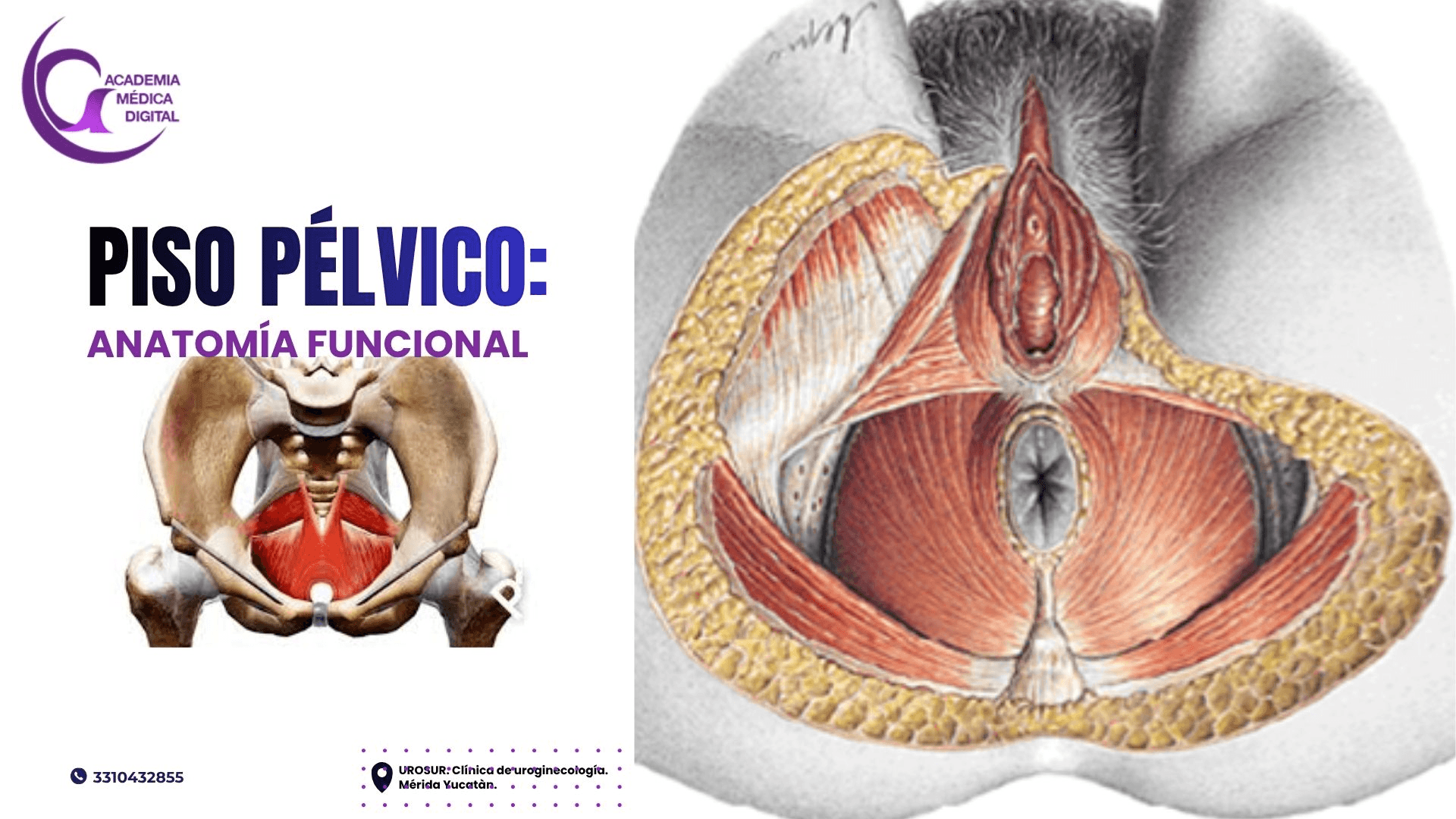 PISO PELVICO: Anatomía funcional